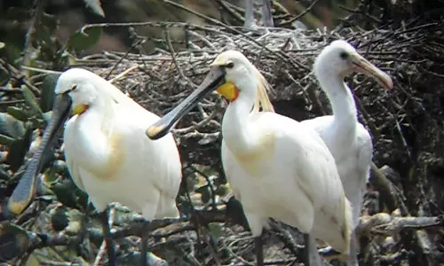 Bird Flu Scare In UP: All Zoos Shut, Central Authority Constitutes Five-member Panel