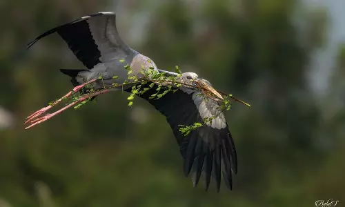Pulicat and Nelapattu Sanctuaries Shine as Models of Community-Led Conservation