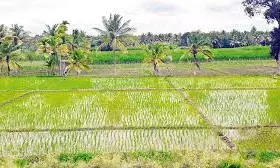 Telangana Achieves Record Rabi Crop Cultivation