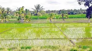 Telangana Achieves Record Rabi Crop Cultivation Telangana Achieves Record Rabi Crop Cultivation