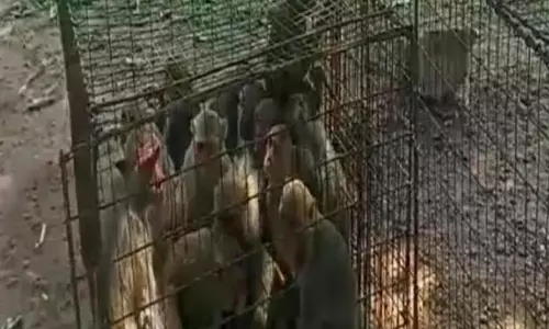 Temple Monkeys Shifted Ahead Of Miss World tour