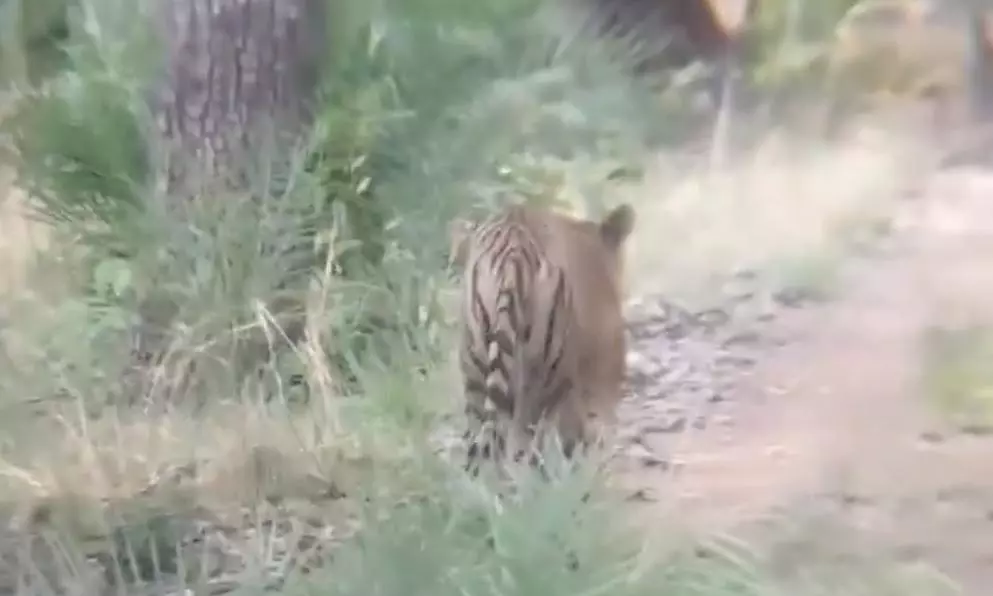 Tourists Spot Tiger In Amrabad Reserve, Fifth Sighting This Year