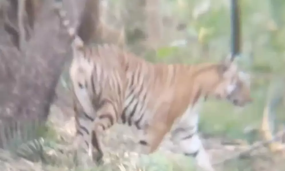 Tourists Spot Tiger In Amrabad Reserve, Fifth Sighting This Year