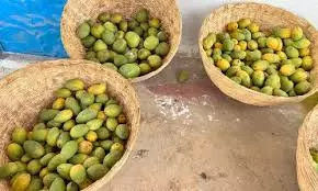 Mangoes Memories: Stolen, Soaked, and a Ghalib Verse