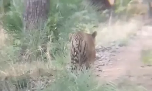 Tourists Spot Tiger In Amrabad Reserve, Fifth Sighting This Year Tourists Spot Tiger In Amrabad Reserve, Fifth Sighting This Year