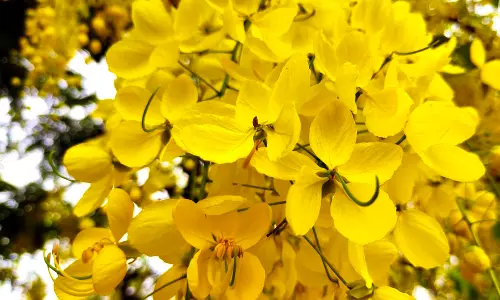 Vizag Dazzles As Golden Shower Trees Blossom In City Vizag Dazzles As Golden Shower Trees Blossom In City