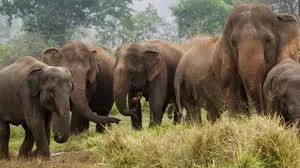MP Govt Unveils Rs 47 Crore-Elephant Management Plan