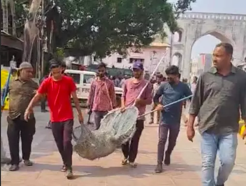 GHMC Catches 50 Stray Dogs