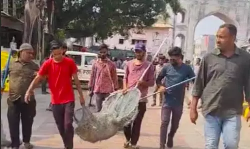 GHMC Catches 50 Stray Dogs GHMC Catches 50 Stray Dogs