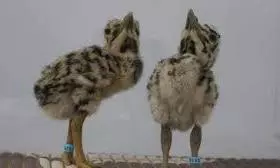 9 Great Indian Bustard Chicks Shifted Out Of Jaisalmer Post Op Sindoor