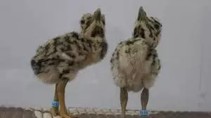 9 Great Indian Bustard Chicks Shifted Out Of Jaisalmer Post Op Sindoor 9 Great Indian Bustard Chicks Shifted Out Of Jaisalmer Post Op Sindoor