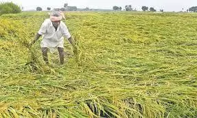 Congress Demands Compensation For Crop Damages Caused By Unseasonal Rain