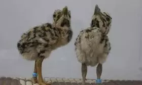 9 Great Indian Bustard Chicks Shifted Out Of Jaisalmer Post Op Sindoor