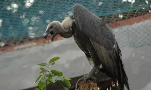 Haryana Vultures to Fly in Nehru Zoo