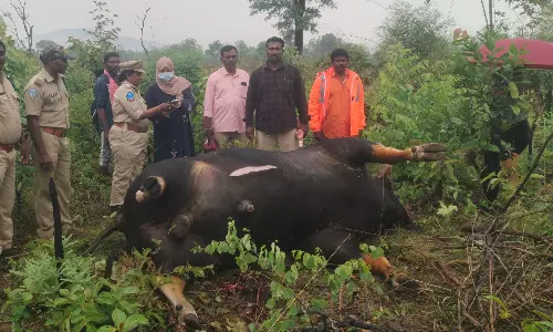 Gaur Killed by Coal Train in Bhadradri Kothagudem