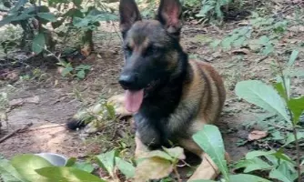 CRPF Sniffer Dog Rolo Dies After Bee Attack During Anti-Naxal Operation
