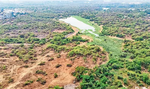 Kancha Gachibowli Is Not Forest Land, Says Telangana Govt