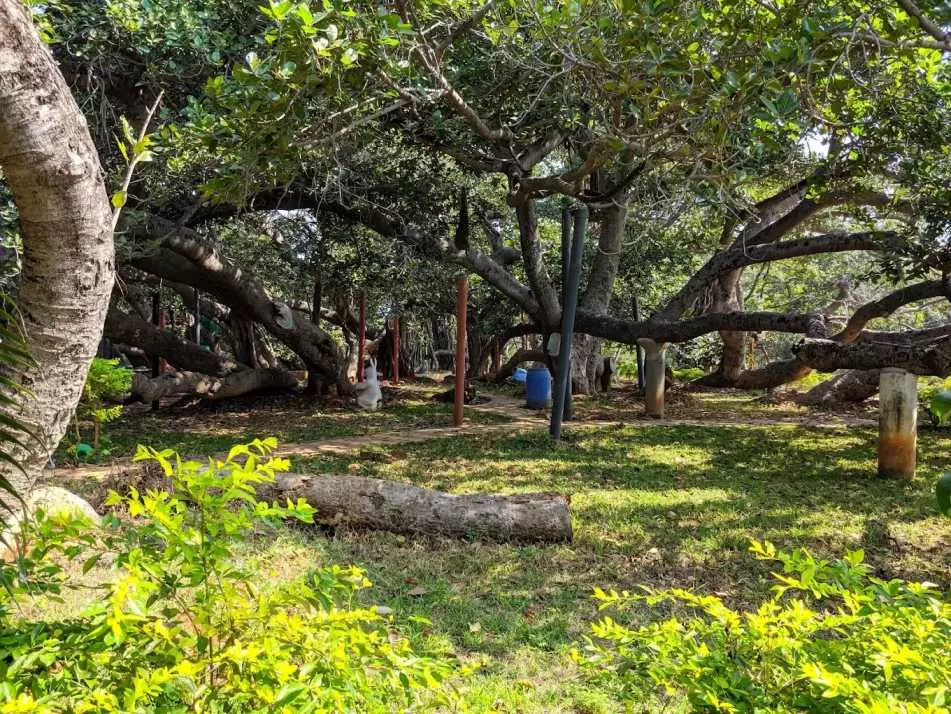All About Pillalamarri Banyan Tree Which Miss World Contestants Are Visiting