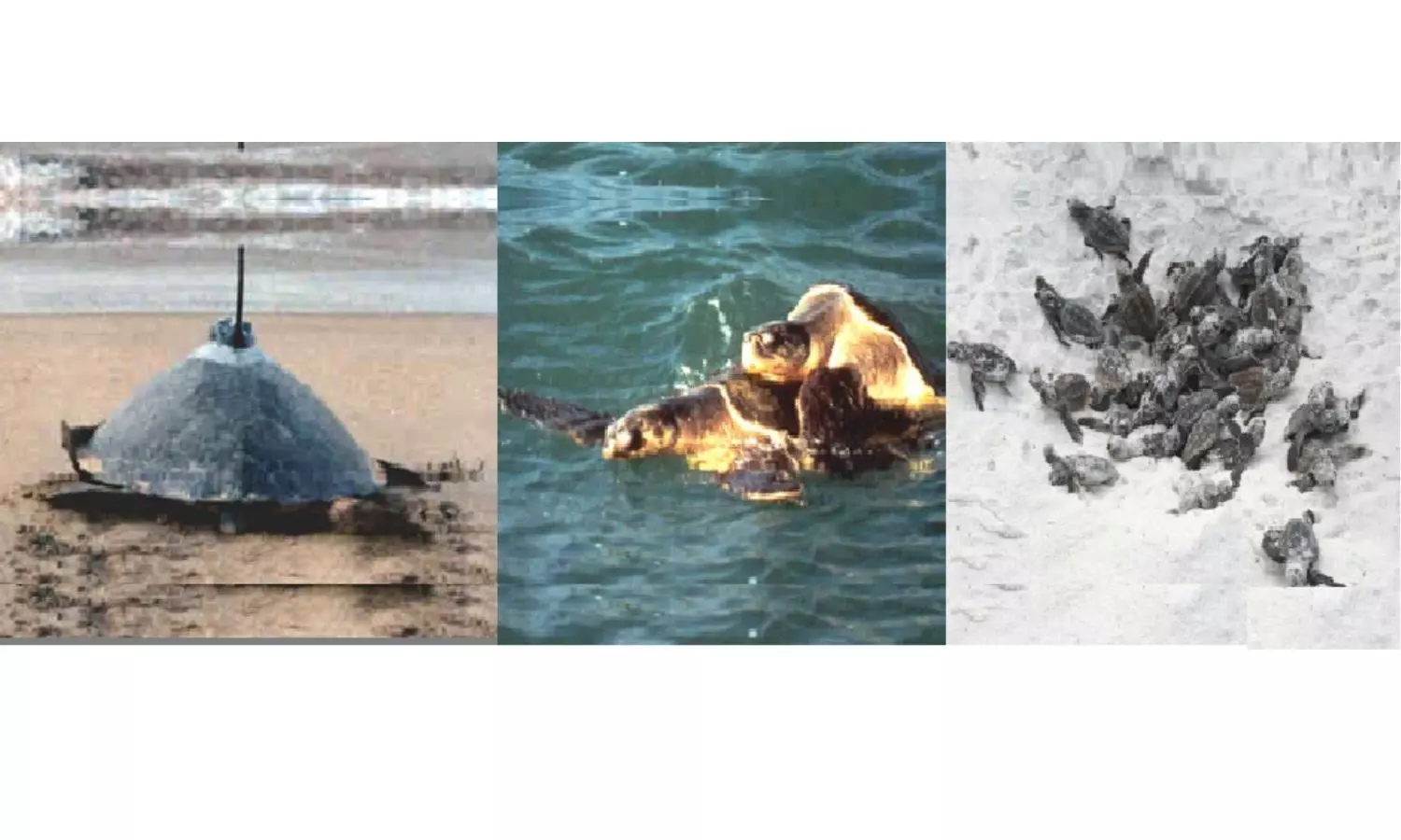 Nature’s Miracle: Tagged Olive Ridley Turtle Travels 1,000 Km In 51 Days