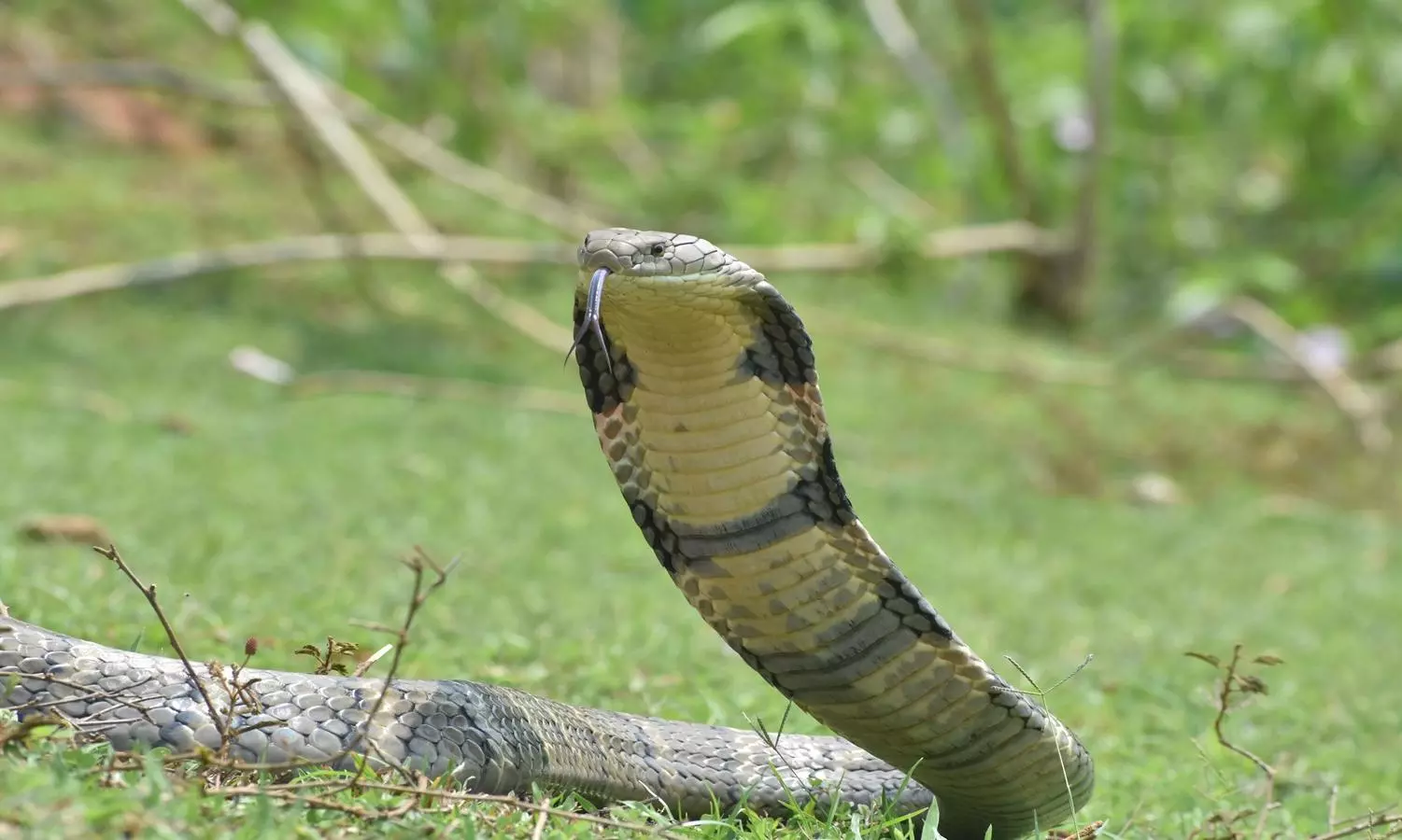 Bold Conservation Effort Set to Protect King Cobra in North Andhra