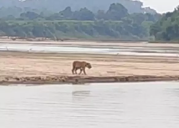 Tigress’ Skin, Claws Seized,Foresters Hunt For Poachers