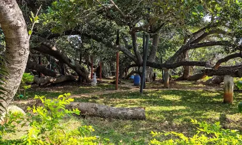 All About Pillalamarri Banyan Tree Which Miss World Contestants Are Visiting