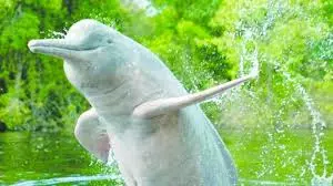 Study flags chemical contamination risk to endangered Gangetic dolphins
