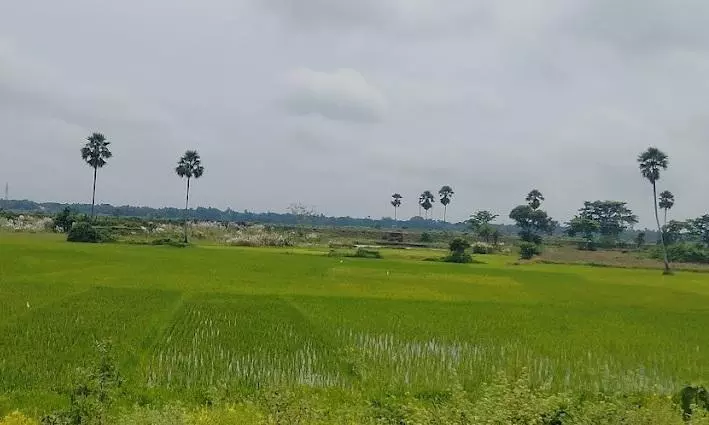 Odisha Govt To Plant Palm Trees Worth Rs 6 Crore To Prevent Lightning Deaths Odisha Govt To Plant Palm Trees Worth Rs 6 Crore To Prevent Lightning Deaths