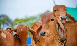 Nizamabad Tightens Curbs Ahead Of Bakrid