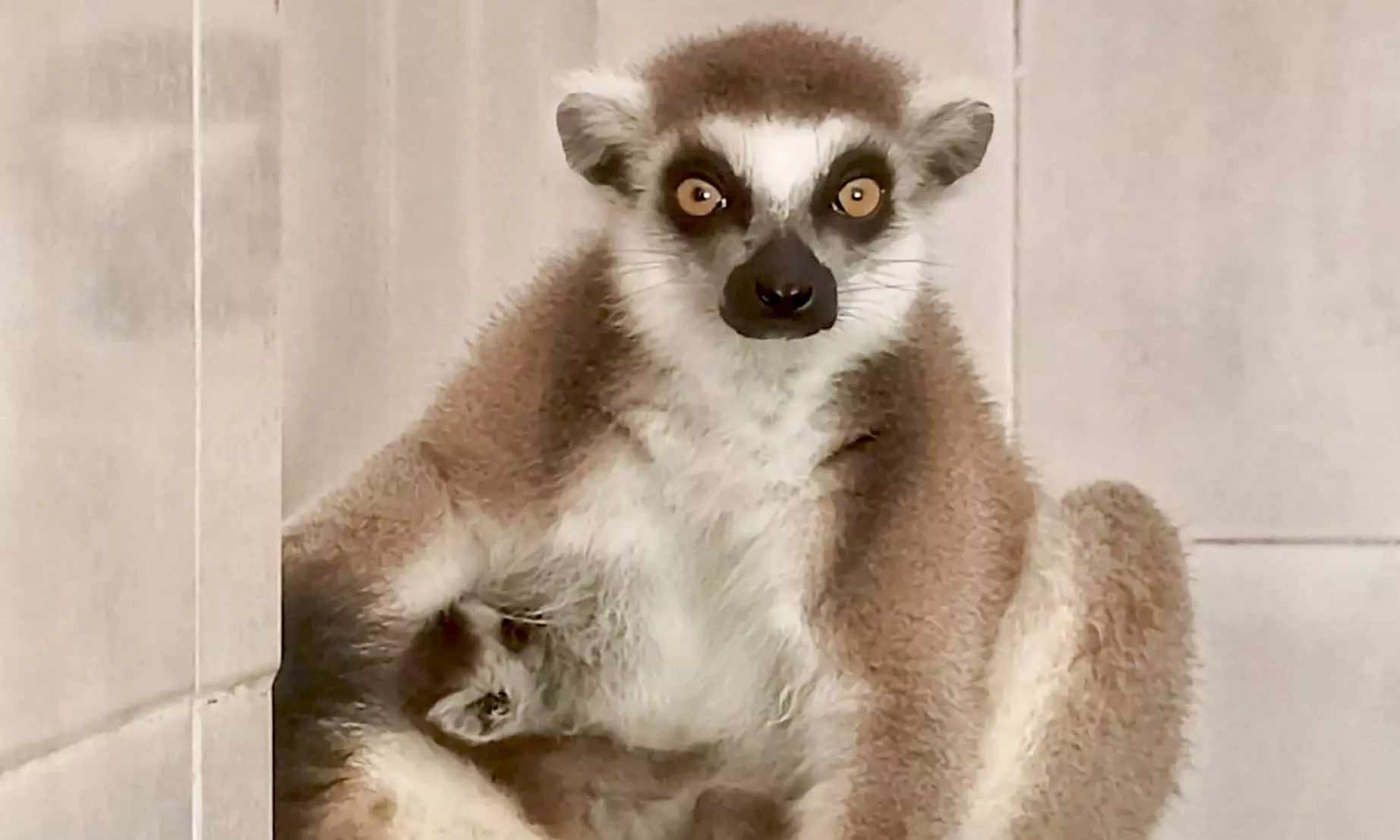 Vizag Zoo Welcomes 3 Cubs Of Endangered Animals