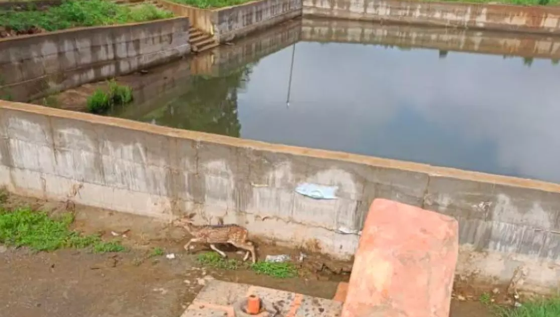 Many Chitals Mauled By Dogs At Dummugudem Many Chitals Mauled By Dogs At Dummugudem