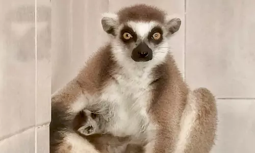 Vizag Zoo Welcomes 3 Cubs Of Endangered Animals