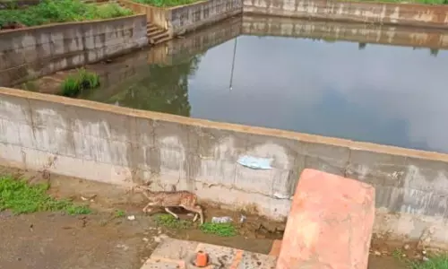 Many Chitals Mauled By Dogs At Dummugudem