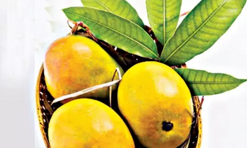 Summertime Culinary Ride