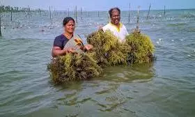 AP To Start Seaweed Farming As Pilot Project In Konaseema