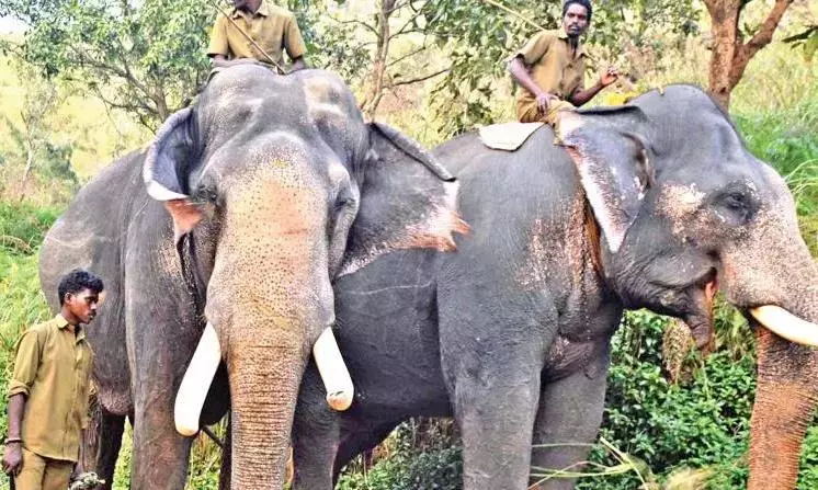 PK to Attend Ceremonial Handover of Kumkis to AP