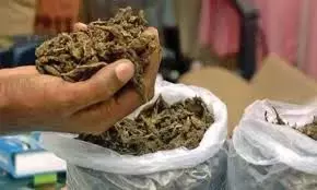 Anakapalli Police Seize 130 Kg Ganja, One Arrested