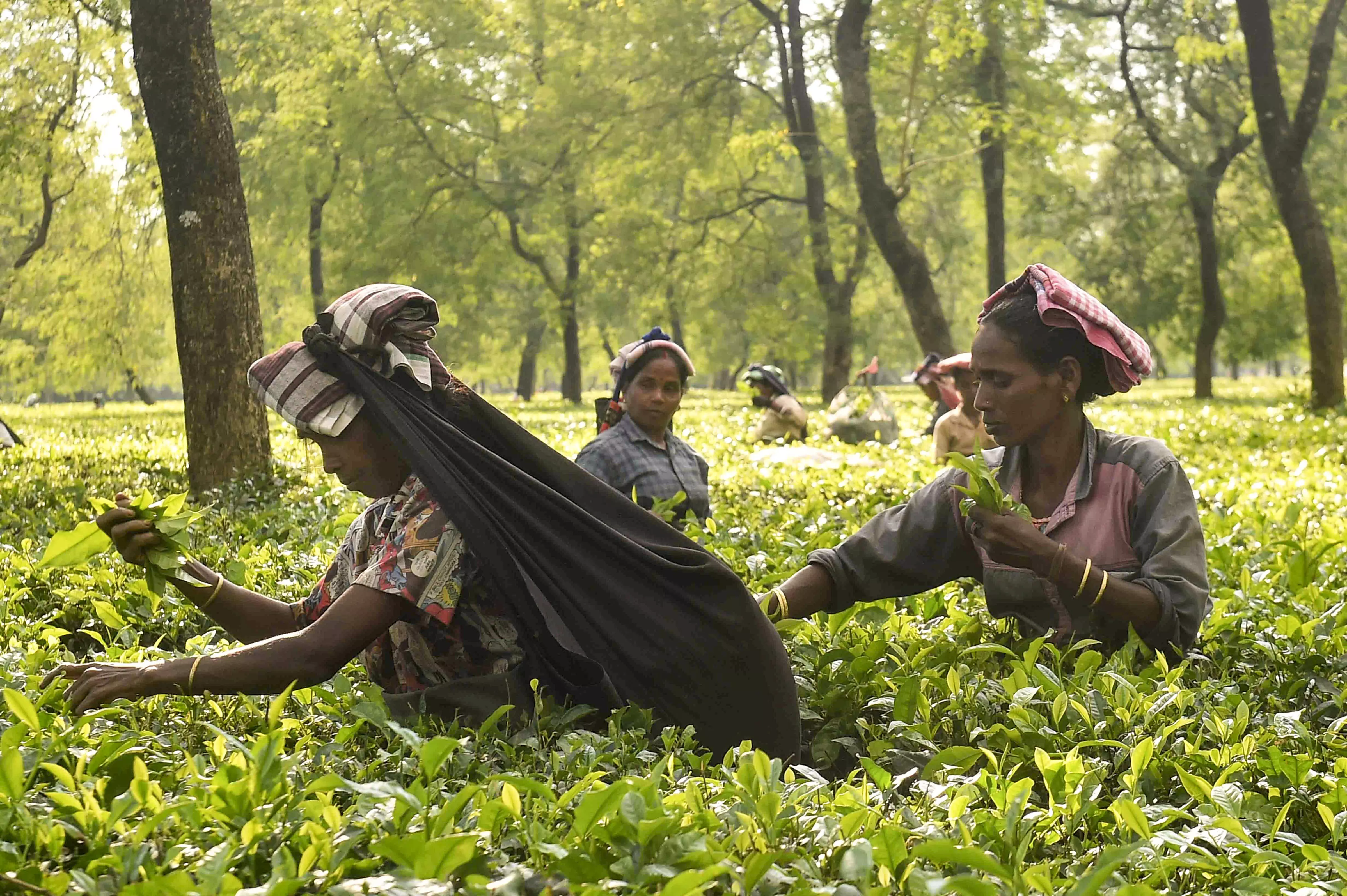 International Tea Day 2025 Theme, Significance