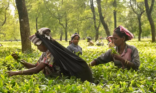 International Tea Day 2025 Theme, Significance