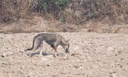 Rare Indian Grey Wolf Spotted In Delhi, First Time Since 1940s