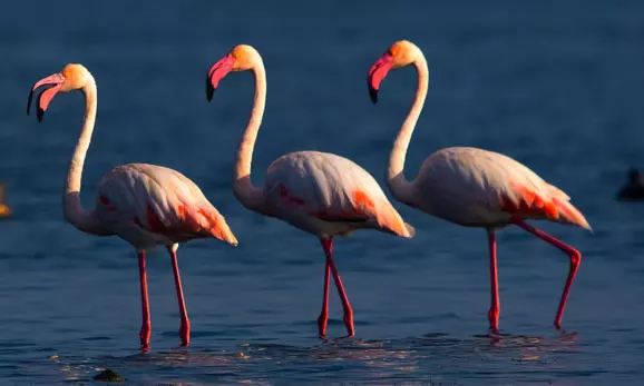 Synchronized Bird Census Spots 7,84,868 Species