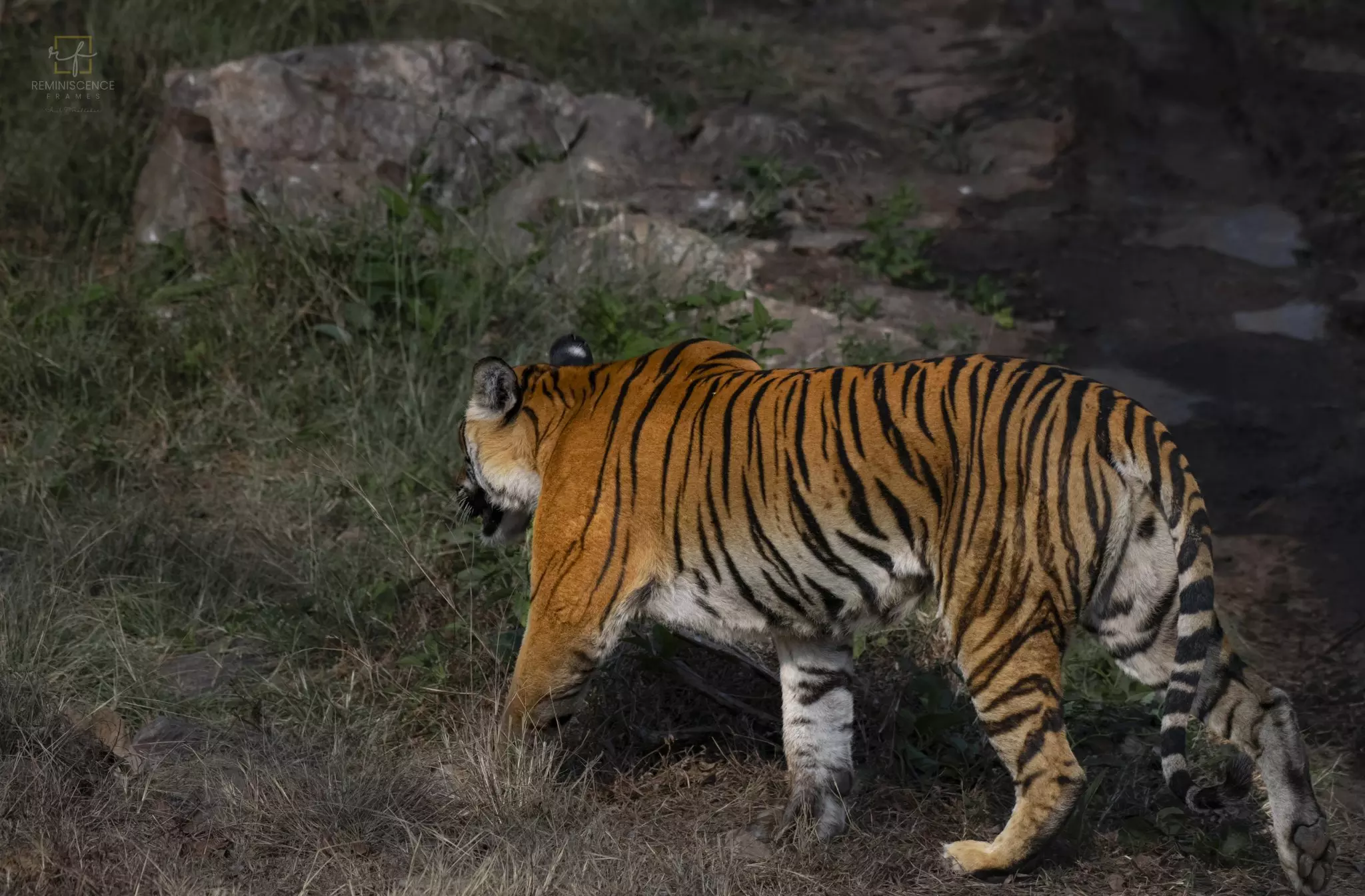 Human-Wildlife Conflict Escalates In Kerala’s Forest Regions Human-Wildlife Conflict Escalates In Kerala’s Forest Regions