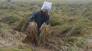 Untimely Rains Damage Paddy, Farmers Seek Compensation