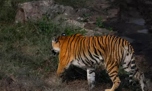 Human-Wildlife Conflict Escalates In Kerala’s Forest Regions Human-Wildlife Conflict Escalates In Kerala’s Forest Regions