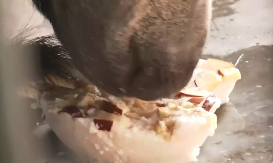 Ice Cream, Sattu: Animals at Rajasthans Nahargarh Biological Park Get Special Treats To Beat the Heat