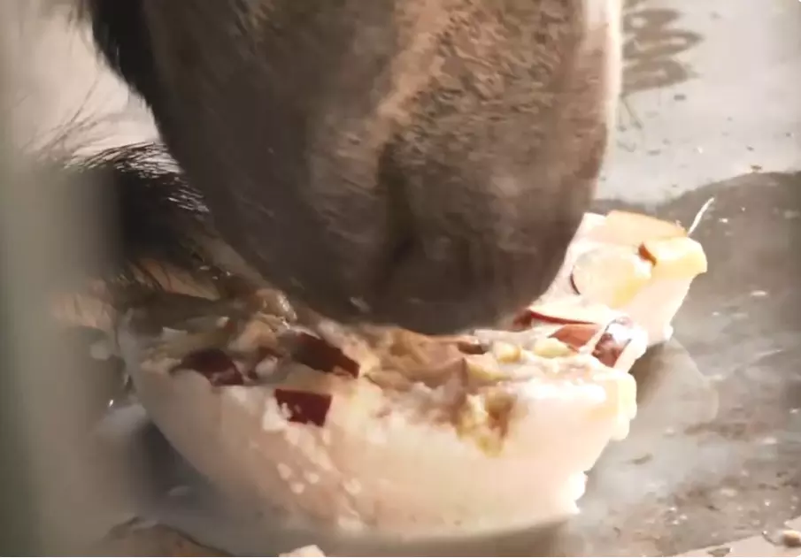 Ice Cream, Sattu: Animals at Rajasthans Nahargarh Biological Park Get Special Treats To Beat the Heat