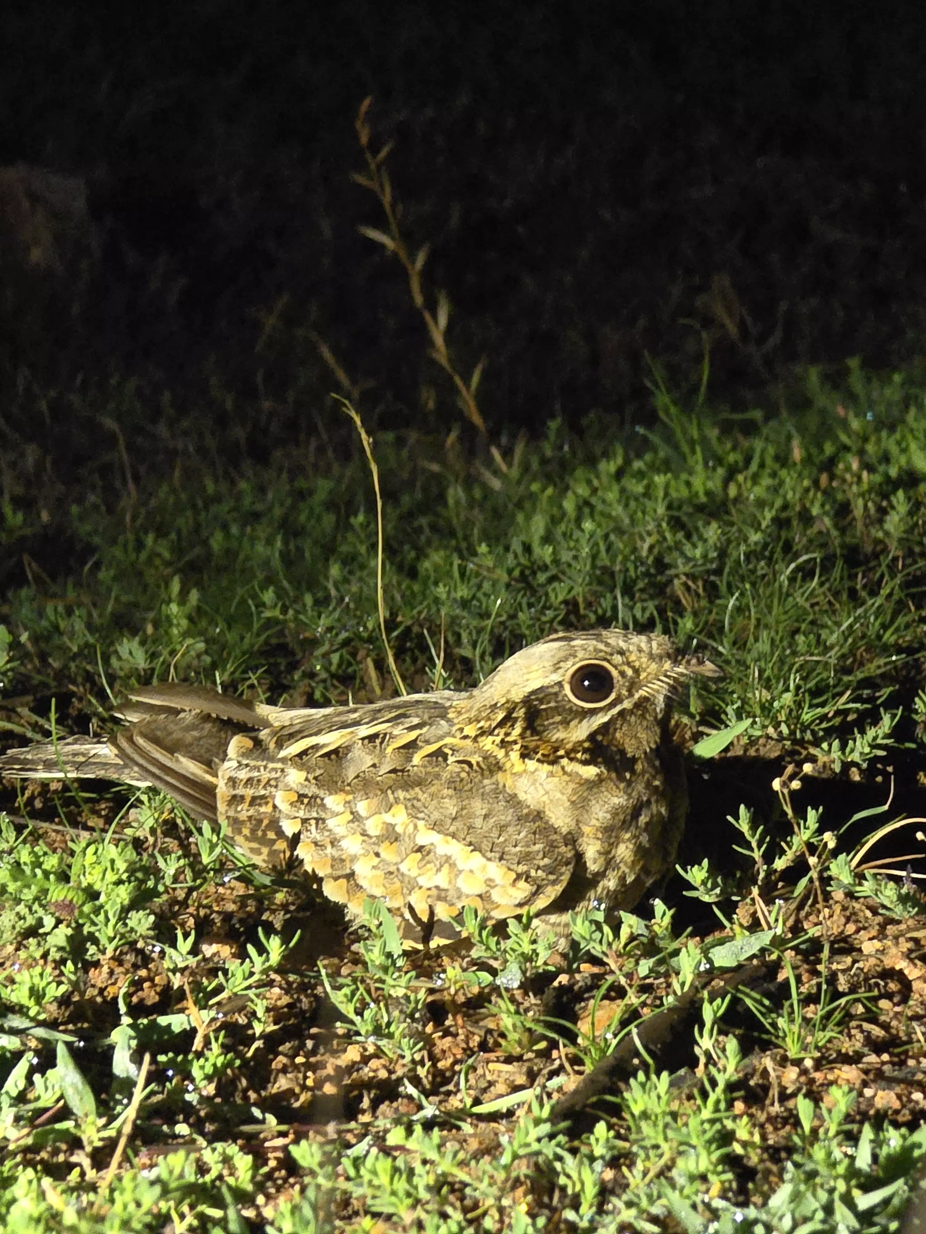 Hyderabad: Wide Range of Fauna Welcome Nature Enthusiasts at Forest Trek Park