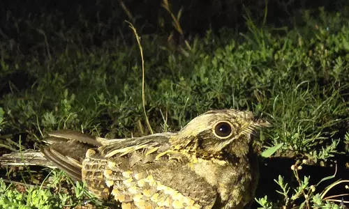 Hyderabad: Wide Range of Fauna Welcome Nature Enthusiasts at Forest Trek Park