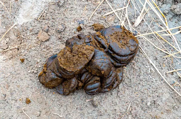 Cow Dung Protest at DU as ABVP Targets DUSU President Over Rahul Gandhi’s Visit Cow Dung Protest at DU as ABVP Targets DUSU President Over Rahul Gandhi’s Visit