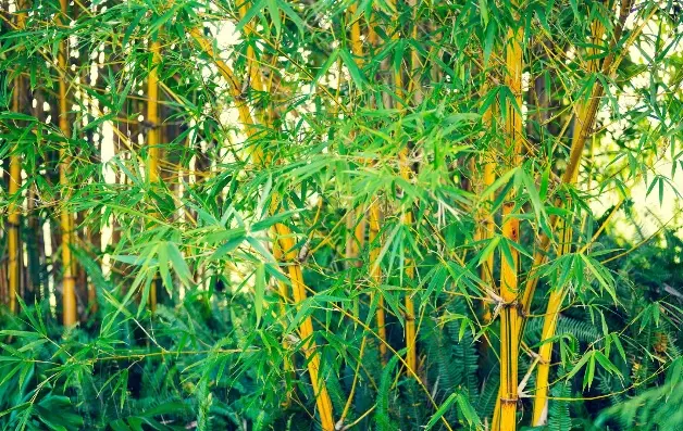 Bamboo Plantations to Root Out Forest Encroachment